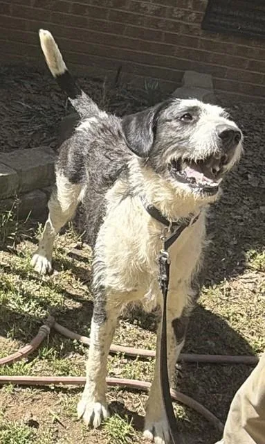 A young large-sized male Irish Wolfhound dog named Rufus for adoption in Chester, SC