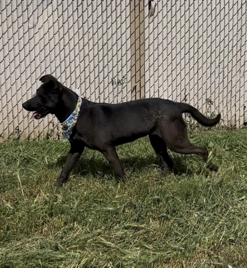 An adult large-sized female Black Shepherd dog named Adelina for adoption in Woodland, CA
