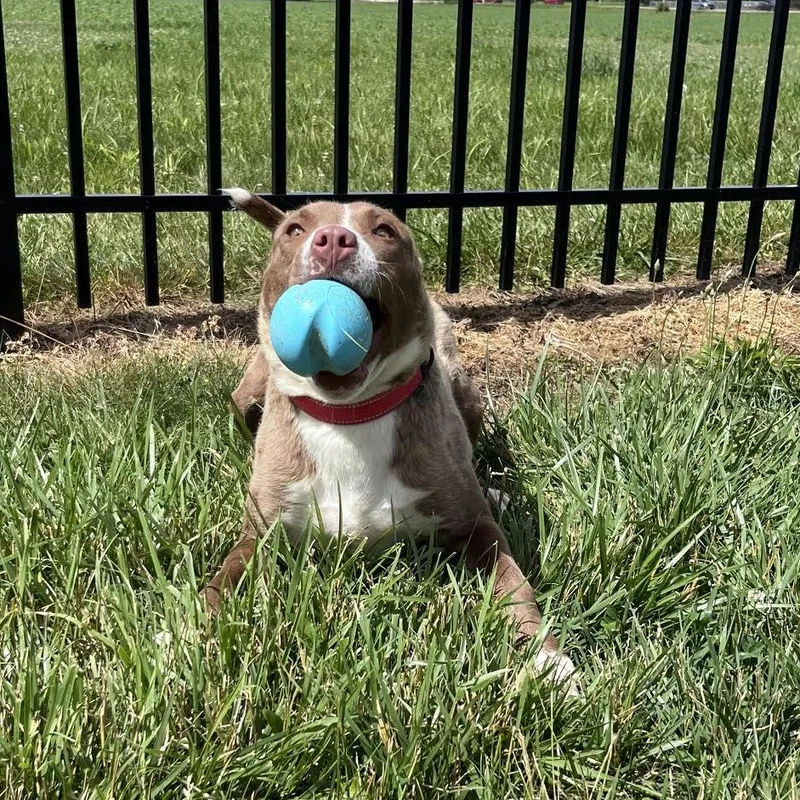 An adult medium-sized female Red / Chestnut / Orange Mixed Breed dog named Chrissy for adoption in West Jefferson, OH