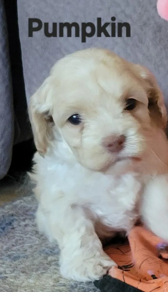 A baby small-sized female Cocker Spaniel dog named Halloween Town Ghouls: Pumpkin for adoption in Aurora, IN