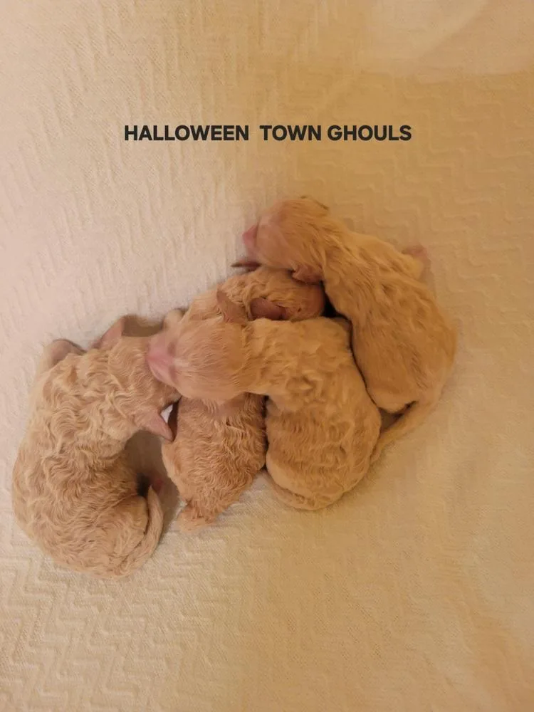 Halloween Town Ghouls: Pumpkin thumbnail 3