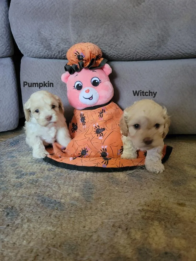 Halloween Town Ghouls: Pumpkin thumbnail 4