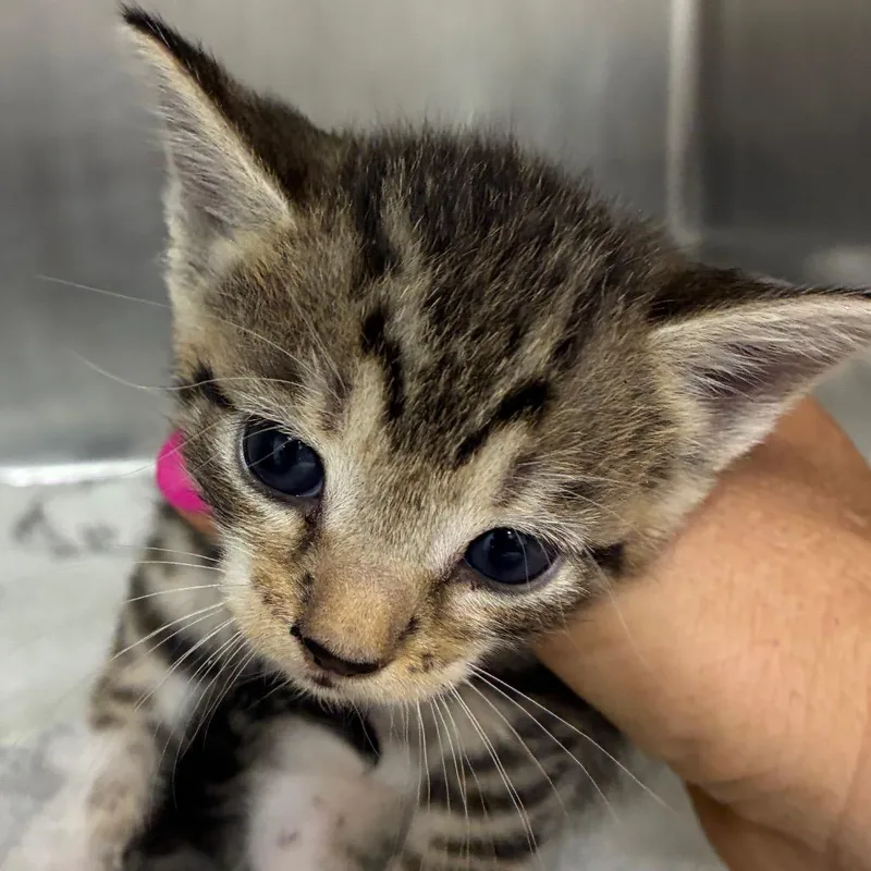 A baby small-sized female Brown / Chocolate Domestic Short Hair cat named Donut for adoption in Gainesville, FL
