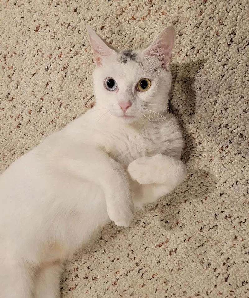 Lumi