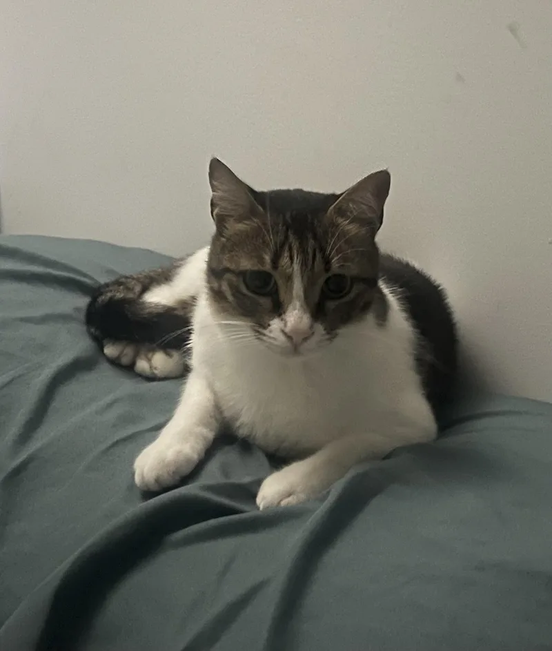 A young medium-sized female Domestic Short Hair cat named Figgy for adoption in York, PA