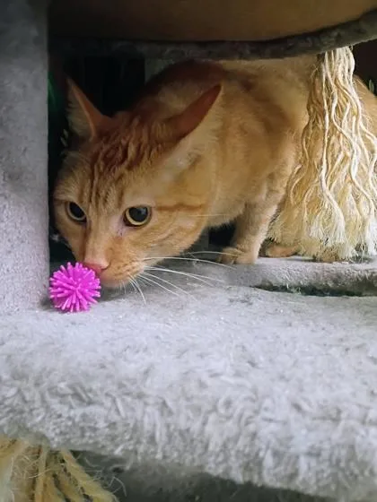 A young small-sized male Domestic Short Hair cat named Finn for adoption in Beatrice, NE