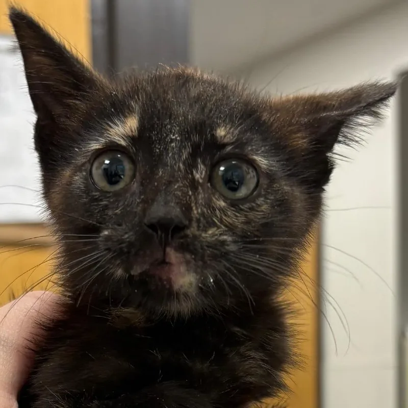 A baby small-sized female Black Domestic Short Hair cat named Baby Stinky for adoption in Columbiana, AL