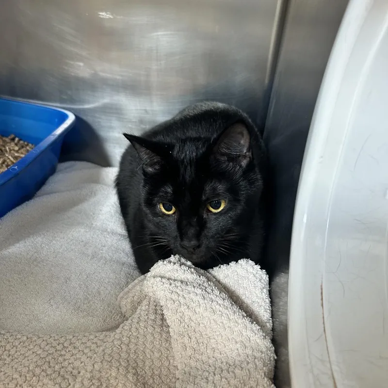 A young large-sized male Black Domestic Short Hair cat named Salem for adoption in Bristol, IN