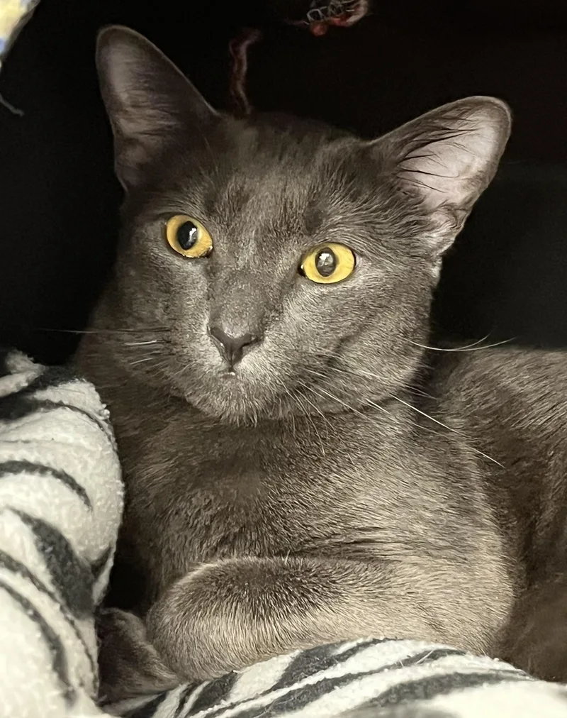 A young medium-sized male Gray / Blue / Silver Domestic Short Hair cat named Grayson for adoption in Harrison, NY