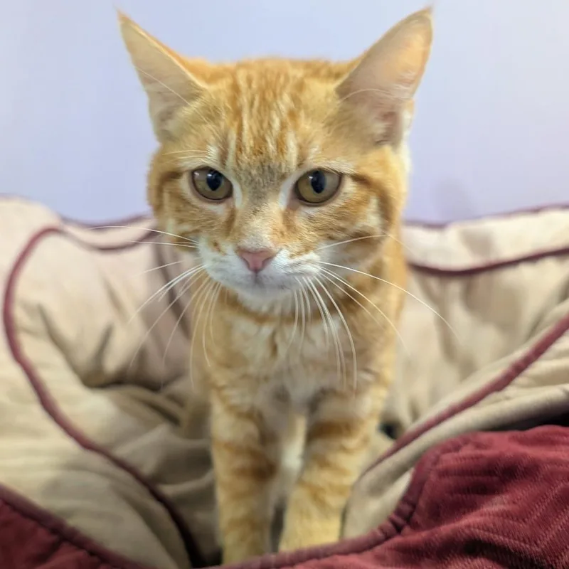 A baby small-sized female Orange / Red Domestic Short Hair cat named Holi for adoption in West Plains, MO