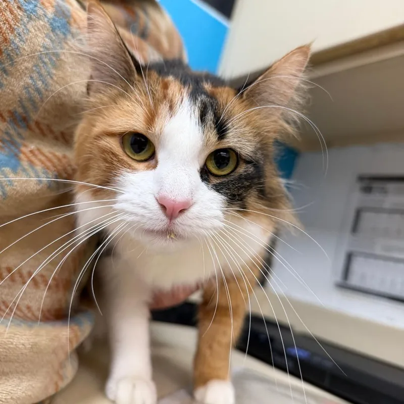 An adult large-sized female Orange / Red Domestic Long Hair cat named Cali for adoption in Ardmore, OK
