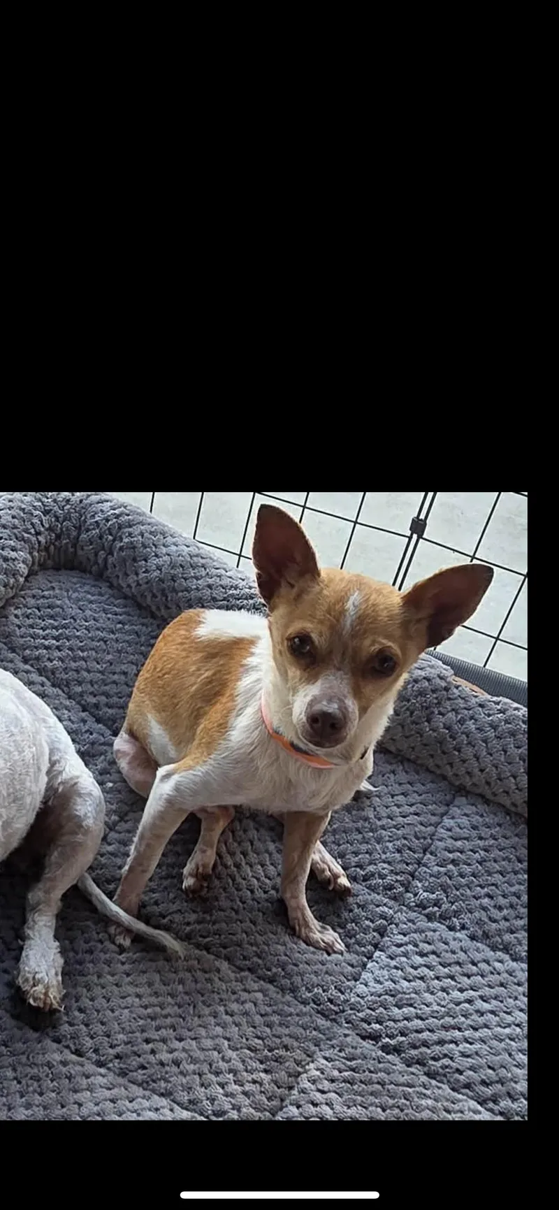 Lulu Aka Lucy thumbnail 6