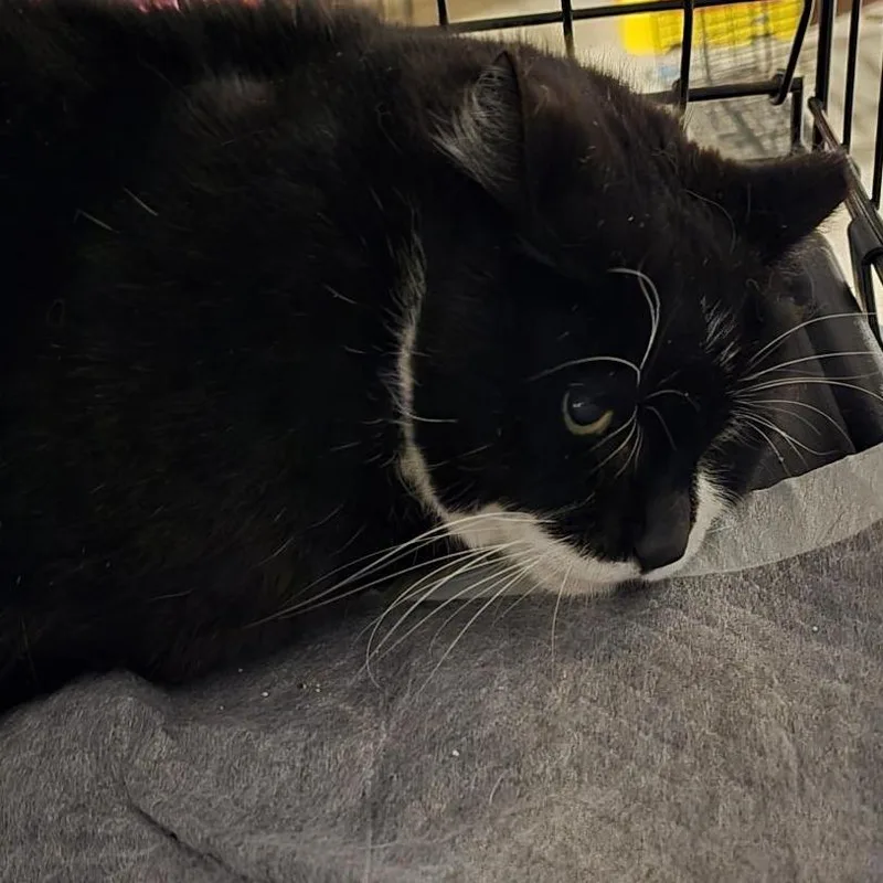 A senior large-sized female Black Domestic Short Hair cat named Tuxie for adoption in Danbury, CT