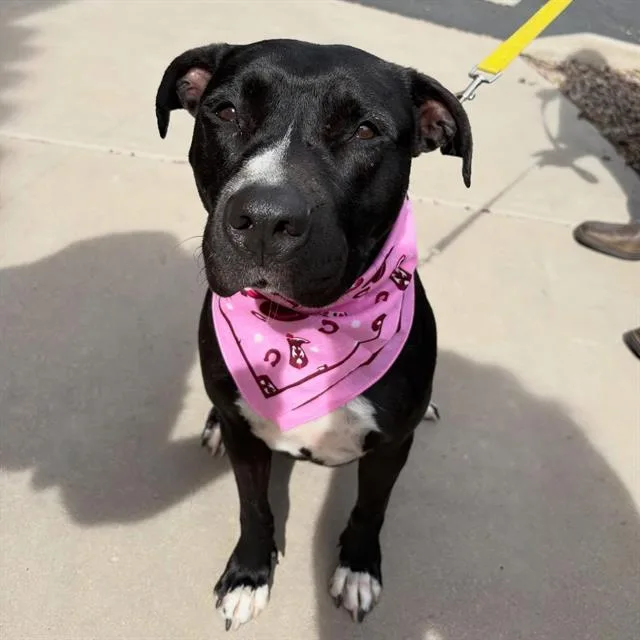 An adult medium-sized female Pit Bull Terrier dog named Ivy for adoption in Tucson, AZ