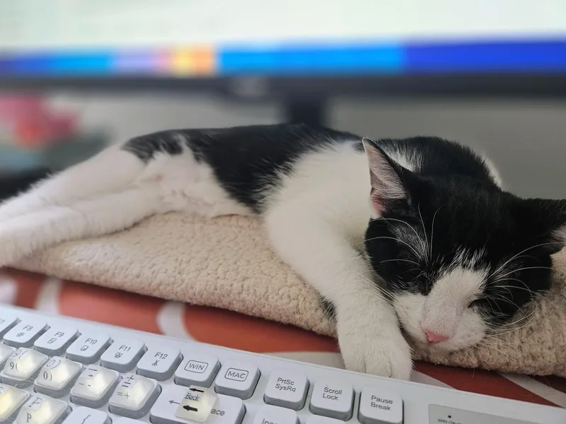 A young small-sized female Black & White / Tuxedo Domestic Short Hair cat named Sunny for adoption in Pearland, TX