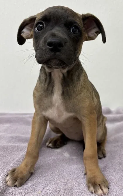 A young large-sized female Pit Bull Terrier dog named Natsumi for adoption in Phoenix, AZ