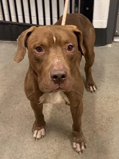 An adult medium-sized male Pit Bull Terrier dog named Fully for adoption in Cleveland, OH