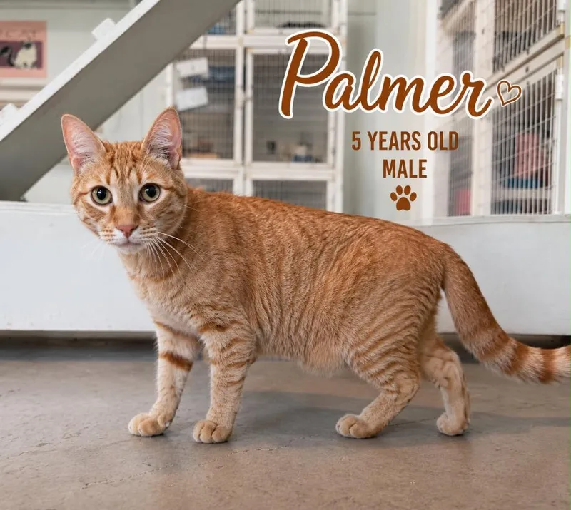 Palmer