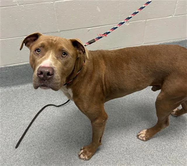 An adult medium-sized male Pit Bull Terrier dog named Kilo for adoption in Indianapolis, IN