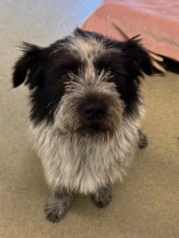 An adult small-sized male Terrier dog named Gipetto for adoption in San Martin, CA