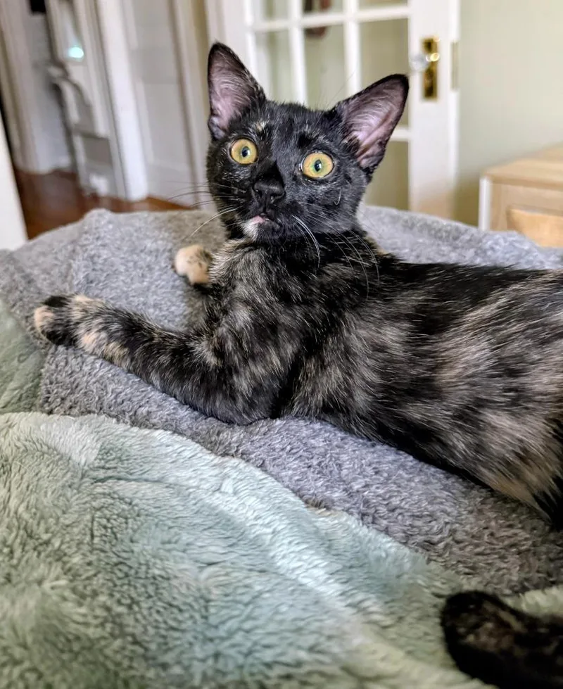 A baby medium-sized female Domestic Short Hair cat named Maggie for adoption in Evans, GA
