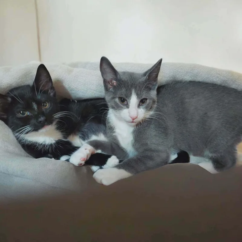 A young medium-sized female Domestic Short Hair cat named Archer And Sprout for adoption in Kenhorst, PA