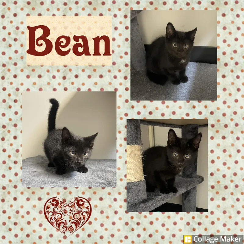 A baby medium-sized male Black Domestic Short Hair cat named Bean for adoption in Clearfield, PA