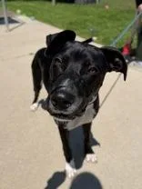 A young medium-sized male Harlequin Mixed Breed dog named Harold for adoption in Manitowoc, WI