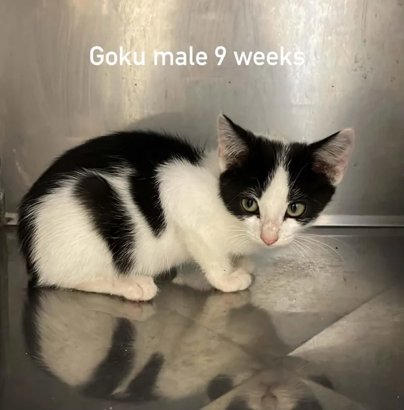 A baby medium-sized male Black Domestic Short Hair cat named Goku for adoption in Fort Payne, AL