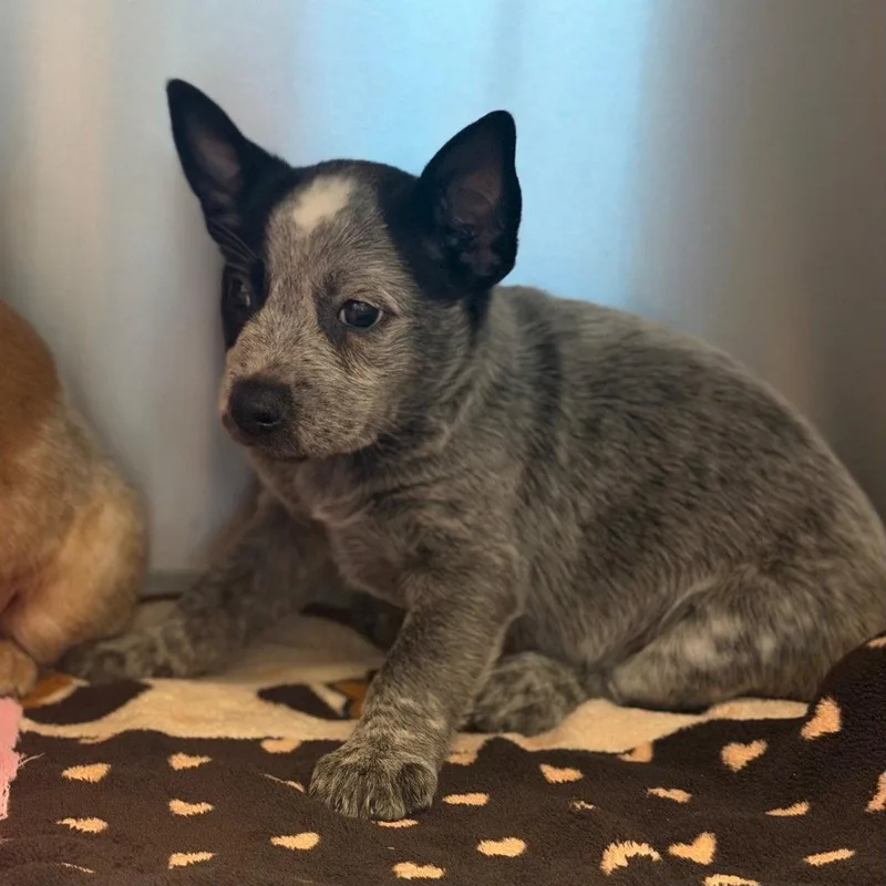 A baby medium-sized male Australian Cattle Dog / Blue Heeler dog named Harry for adoption in Bloomfield, CT