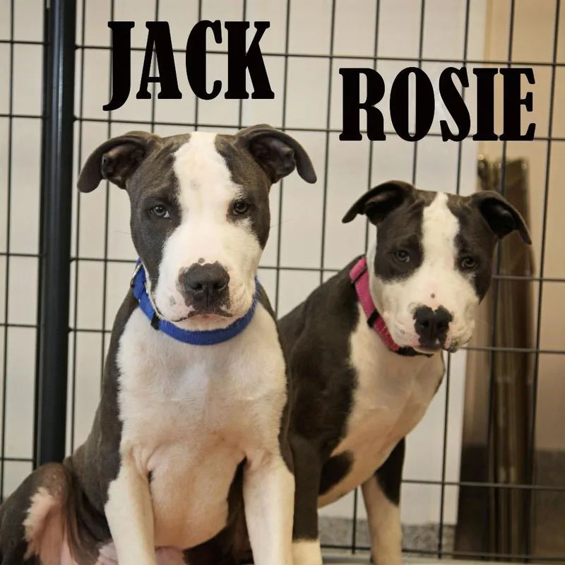 A young medium-sized male Gray / Blue / Silver Terrier dog named Jack for adoption in Mooresville, NC