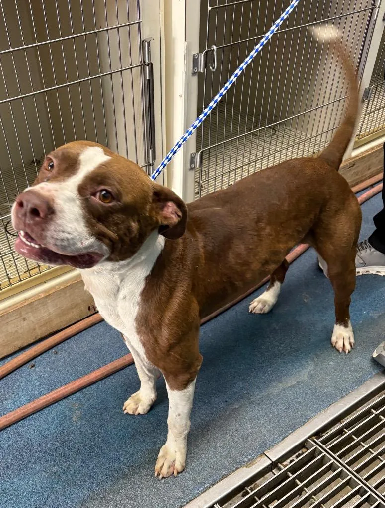 An adult large-sized male Pit Bull Terrier dog named Holly Boy for adoption in Effingham, SC
