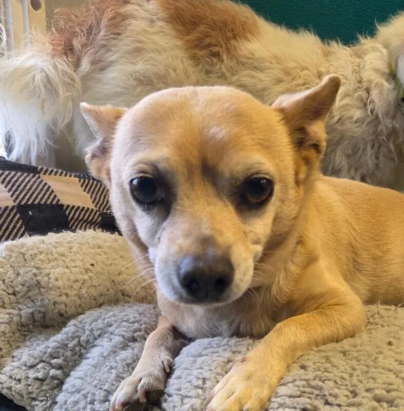 An adult small-sized male Chihuahua dog named Oliver for adoption in Yankton, SD
