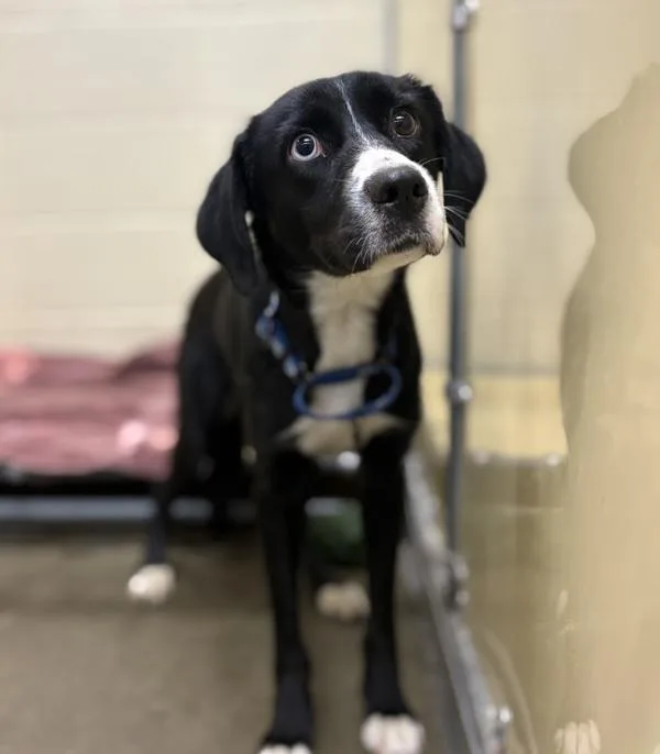 A young medium-sized female Siberian Husky dog named Lily for adoption in Sioux City, IA