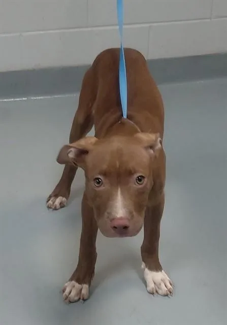 A young small-sized female Pit Bull Terrier dog named Sugar Pie for adoption in Saint Cloud, FL