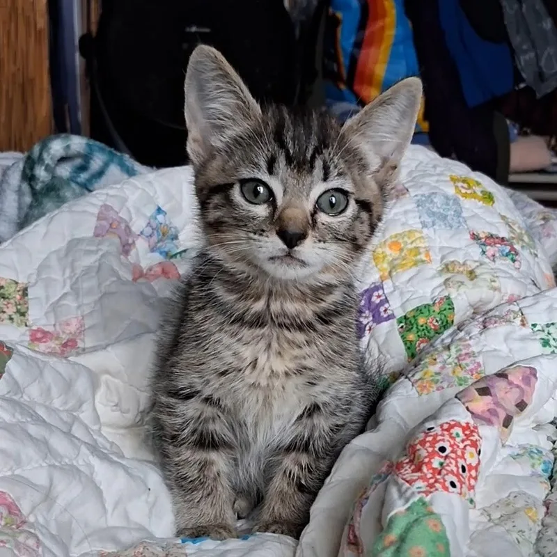 A baby small-sized female Gray / Blue / Silver American Shorthair cat named Kathy for adoption in Calimesa, CA
