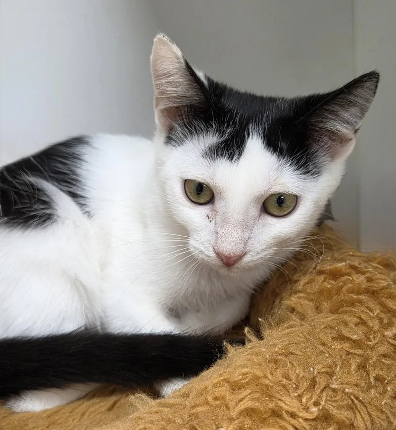 A young medium-sized male Black & White / Tuxedo Domestic Short Hair cat named Wyvern for adoption in Satellite Beach, FL
