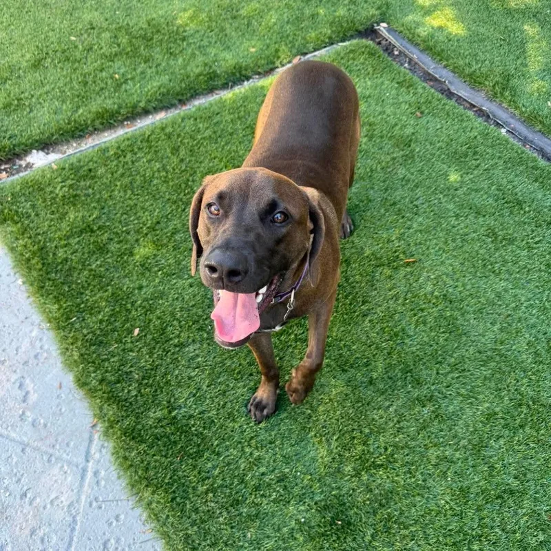 A young large-sized male Brown / Chocolate Hound dog named Eddie for adoption in Seminole, FL
