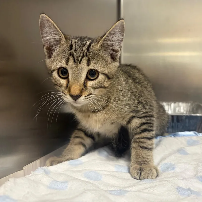 A baby small-sized male Domestic Short Hair cat named Scrap for adoption in Milton, FL