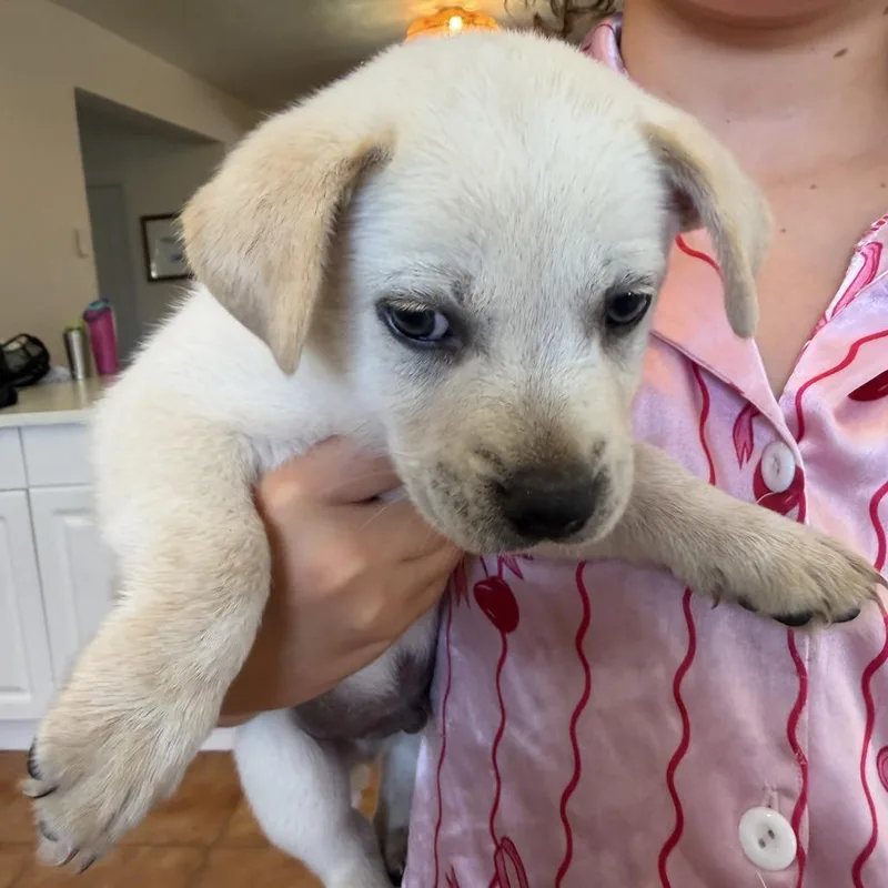 A baby medium-sized male White / Cream Mixed Breed dog named Potato for adoption in Frederiksted, VI