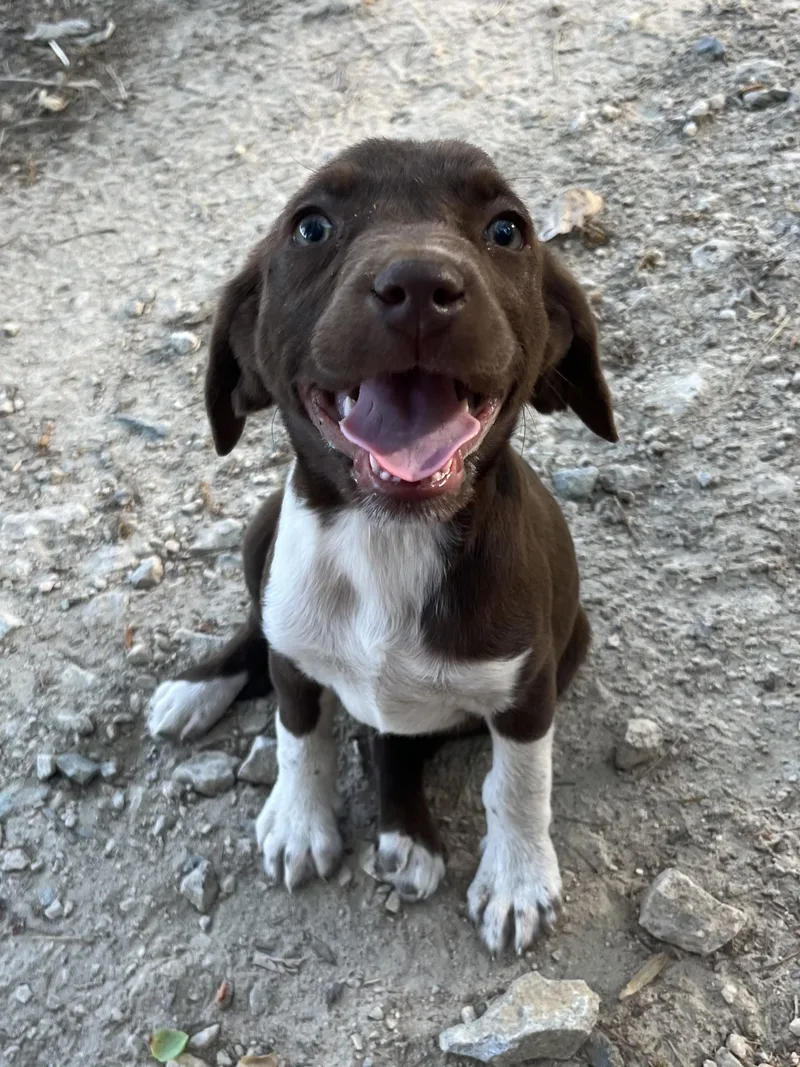A baby medium-sized female Brown / Chocolate German Shorthaired Pointer dog named Clover for adoption in Rock Hill, SC