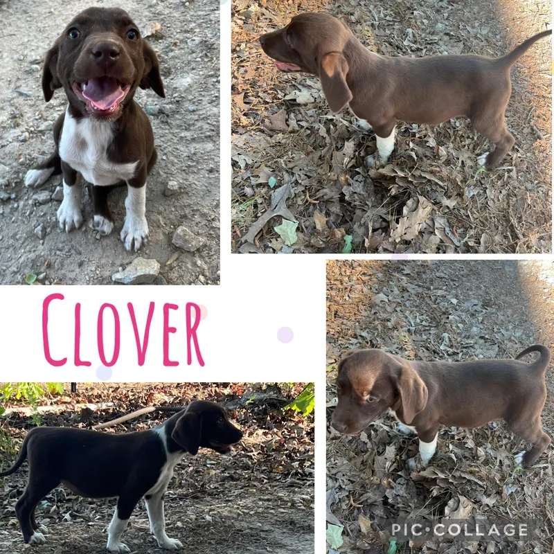 Clover thumbnail 3