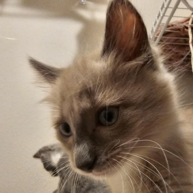 A baby small-sized female Gray / Blue / Silver American Shorthair cat named Stella for adoption in Newberg, OR