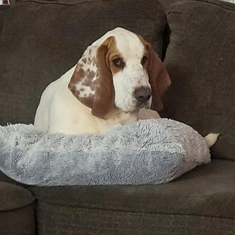 A young medium-sized male Red / Chestnut / Orange Basset Hound dog named Hank for adoption in Auburndale, FL