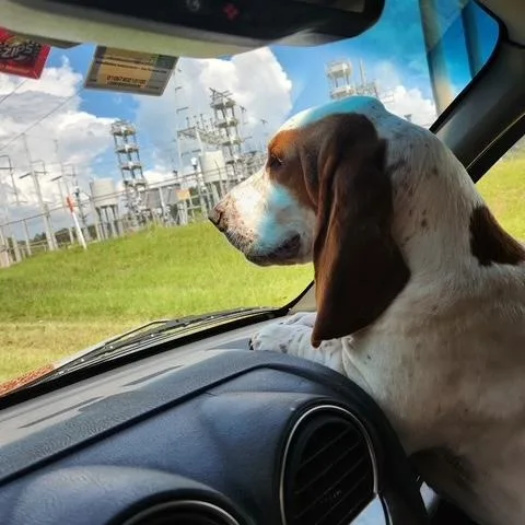 Hank thumbnail 2
