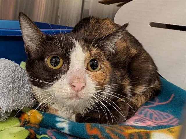 A young medium-sized male Domestic Short Hair cat named Toffee for adoption in Kent, WA