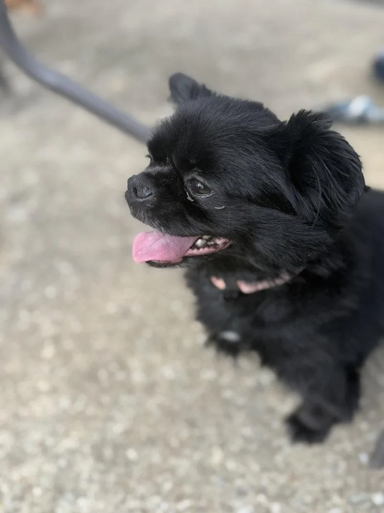 A young medium-sized female Pekingese dog named Muffin ~ for adoption in Columbia, TN