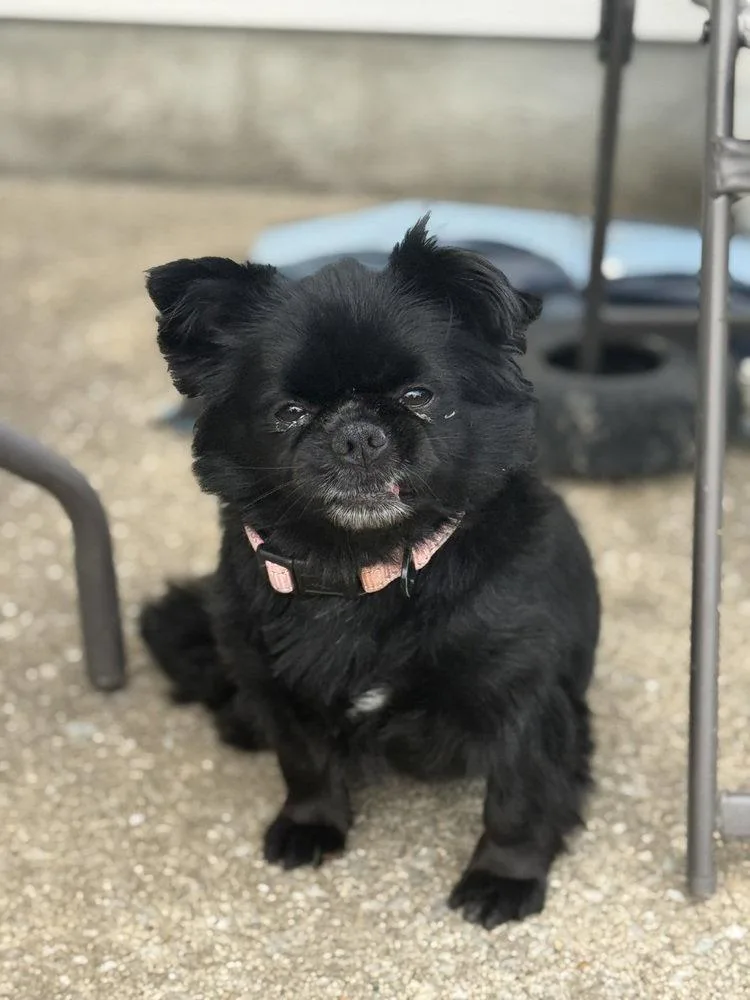 Muffin ~ thumbnail 2