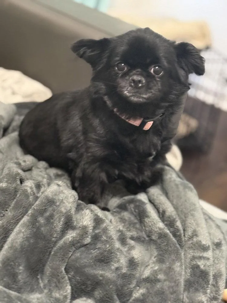 Muffin ~ thumbnail 3