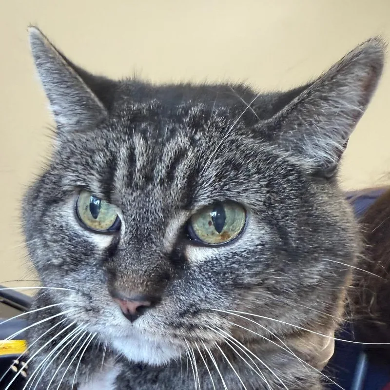A senior large-sized female Domestic Short Hair cat named Kate for adoption in Birmingham, AL
